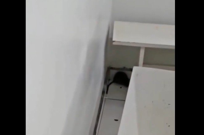 Imagens de ratos nas dependências do hospital viralizaram nas redes sociais (Divulgação)