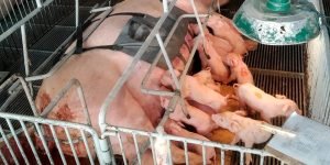 Foto: Governo do Paraná