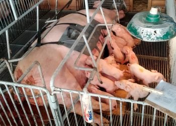 Foto: Governo do Paraná