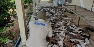 Imagens aéreas revelaram intensa atividade no local onde eram processadas barbat