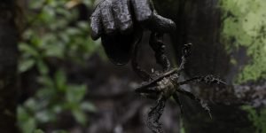Programa de Recuperação da Biodiversidade Marinha (Rebimar)