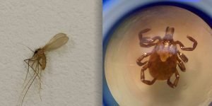 Mosquito-palha-e-carrapato.jpg