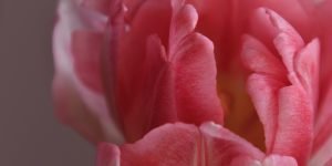 O_misterio_da_mulher-Imagem-de-Erika-Varga-por-Pixabay