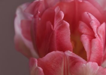 O_misterio_da_mulher-Imagem-de-Erika-Varga-por-Pixabay