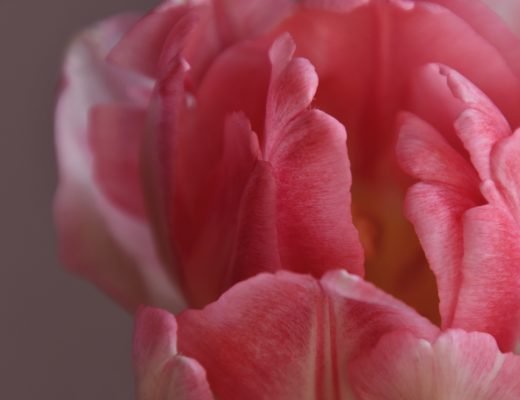 O_misterio_da_mulher-Imagem-de-Erika-Varga-por-Pixabay