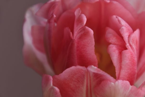 O_misterio_da_mulher-Imagem-de-Erika-Varga-por-Pixabay