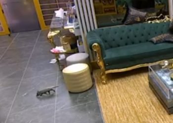 Foto: 1 de 1 bbb-26-gamba - Foto: Reprodução/TV Globo