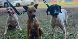 Foto: Governo do Paraná