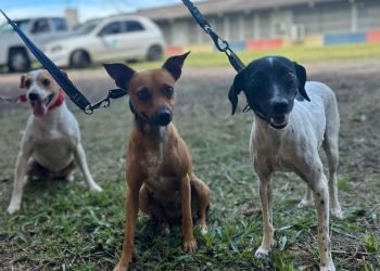 Foto: Governo do Paraná