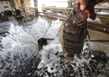 clJi4Y0XTNabz46vol9zq8qtoPDxvr2TK2eflWaj