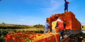Colheita de tomate no interior do Paraná: redução da jornada 6x 1 no setor de ho