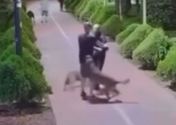 homem-presencia-agressao-a-cachorro-e-confronta-ra006608590202607111204.png