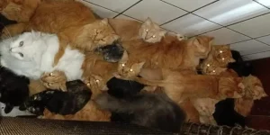 idosa-400-gatos-scaled006435390202605312102.webp.webp
