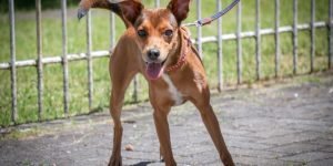 Prazo para inscrição é até o dia 16 de março — Foto: A+