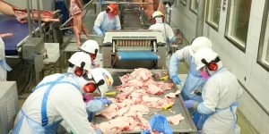 parana-producao-carne-frango-leite-ibge