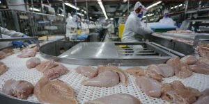 producao-frango-1
