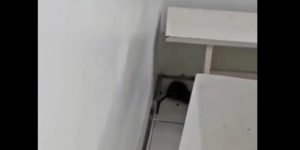 Imagens de ratos nas dependências do hospital viralizaram nas redes sociais (Divulgação)