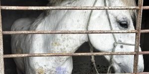 Cavalo com ferida aberta é resgatado pela Polícia Civil — Foto: Foto: Divulgação