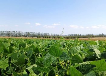 Foto: Governo do Paraná